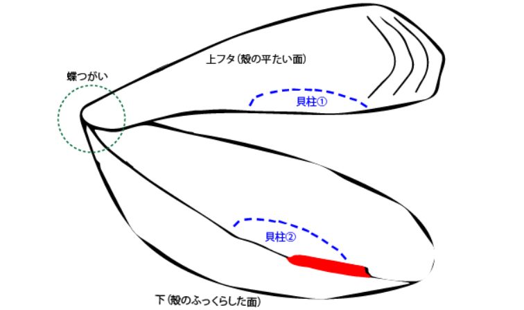 牡蠣の開け方